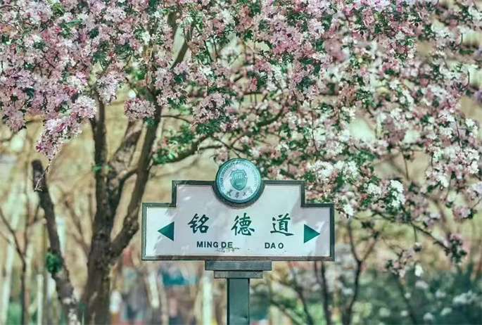 遨游130歲巍巍學(xué)府 2025天大海棠季正式啟幕(圖1)