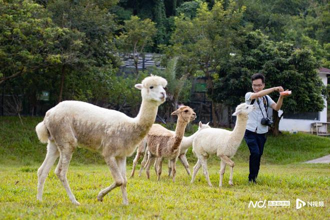 十大亮點(diǎn)提前劇透！一連9天三水區(qū)旅游文化周來啦(圖4)